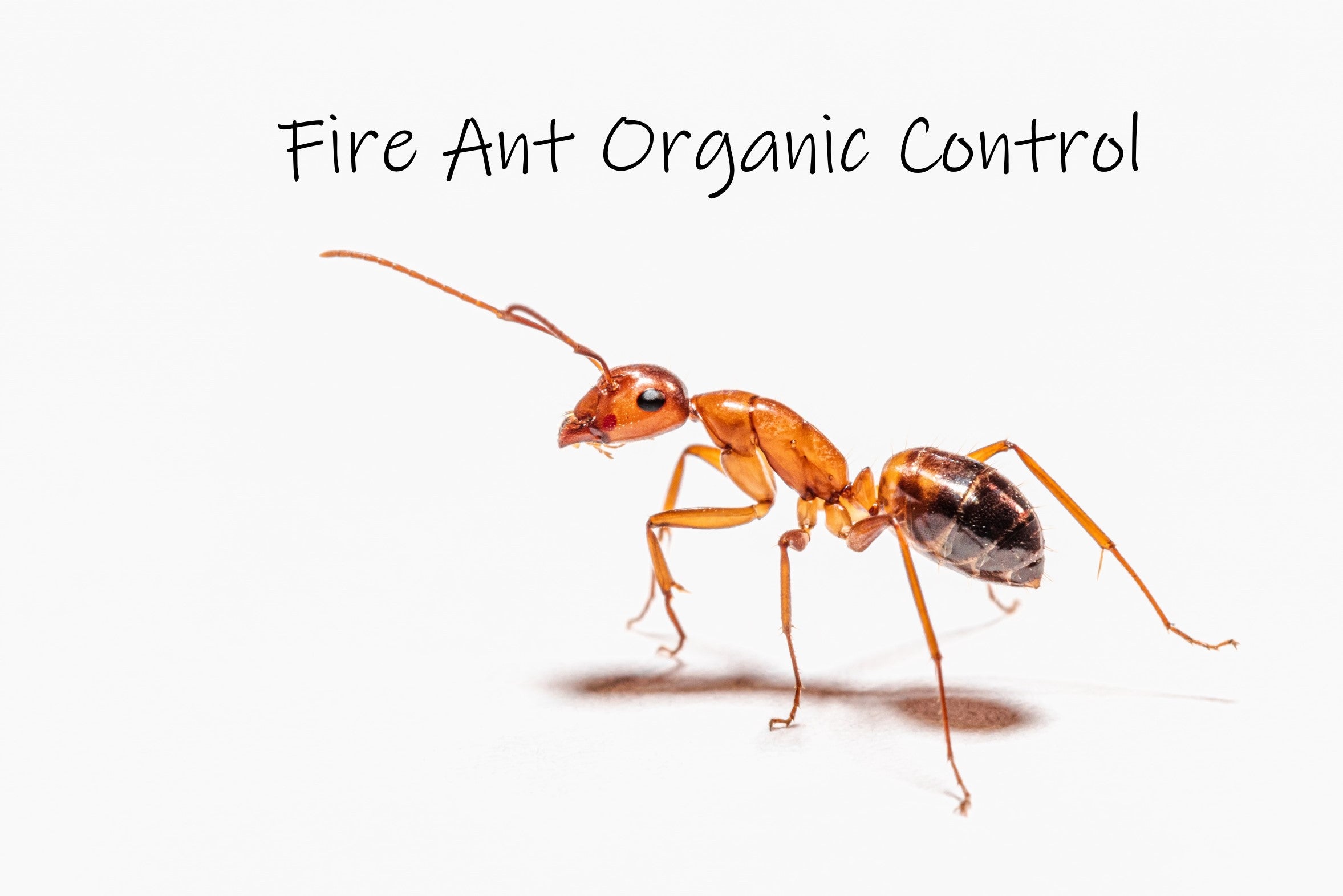 Fire ant control