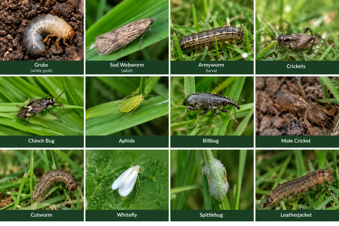 Controlling Insects in the lawn with an IPM Approach