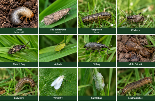 Controlling Insects in the lawn with an IPM Approach